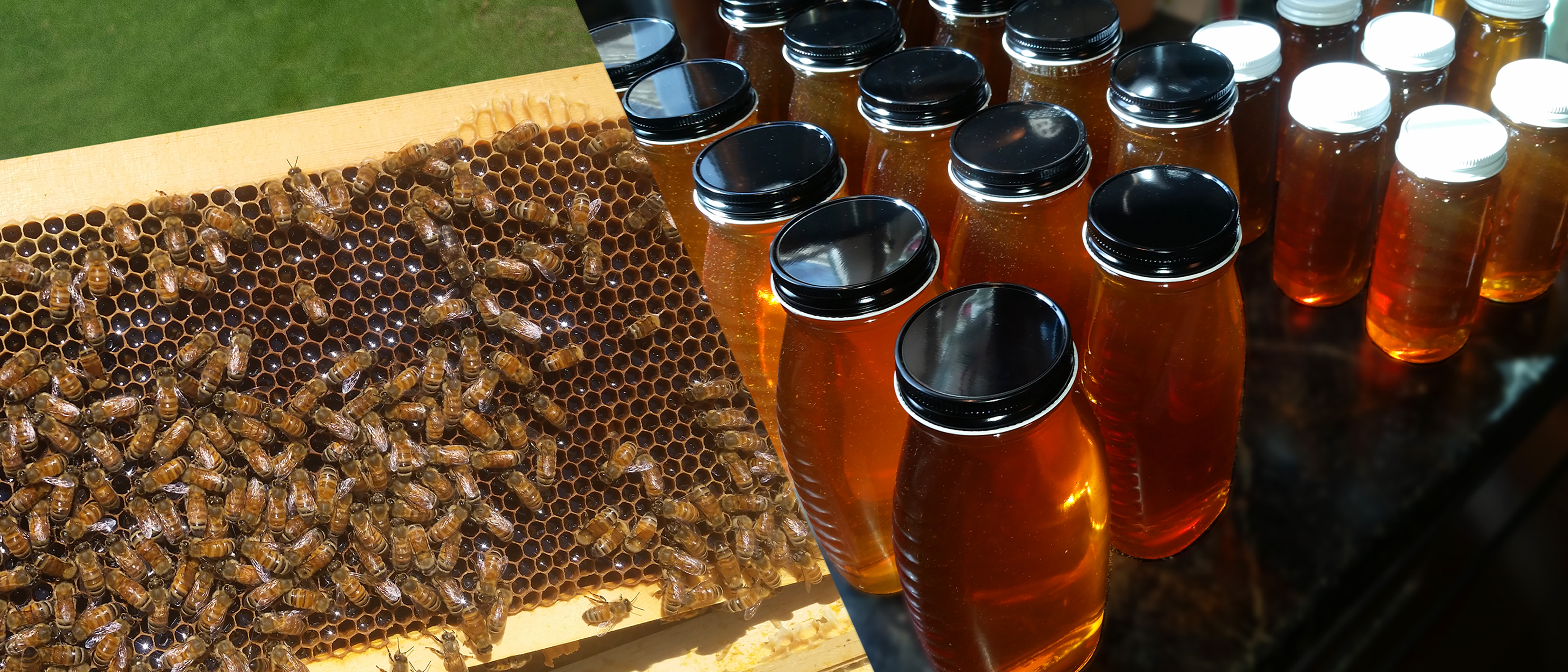 Honey & Hive Products